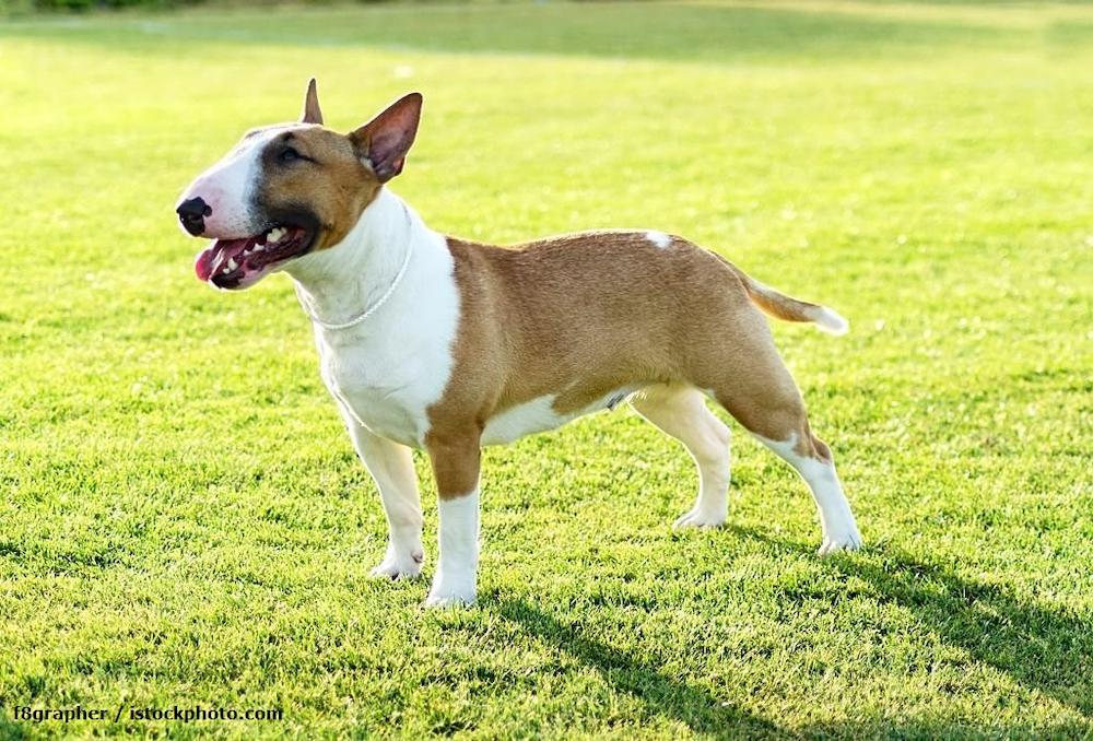 Ras Anjing Bull Terrier