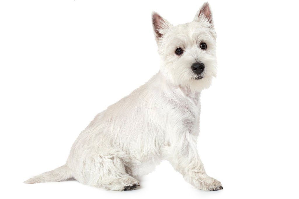 Ras Anjing West Highland White Terrier