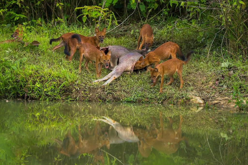 Anjing Ajag Jawa