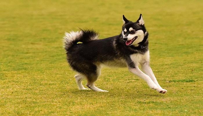 Anjing Alaskan Klee Kai