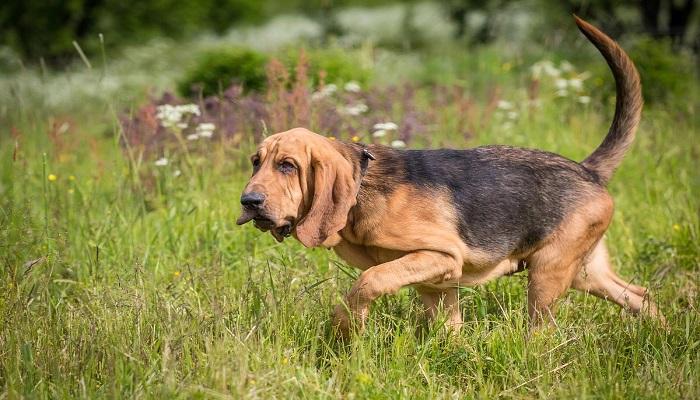Anjing Bloodhound