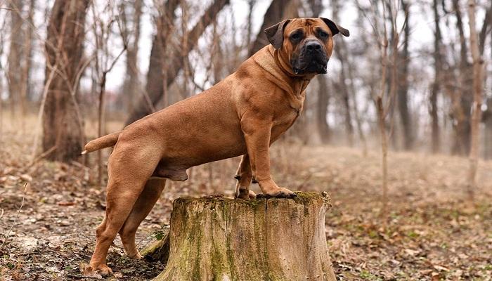 Anjing Boerboel
