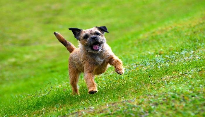 Anjing Border Terrier