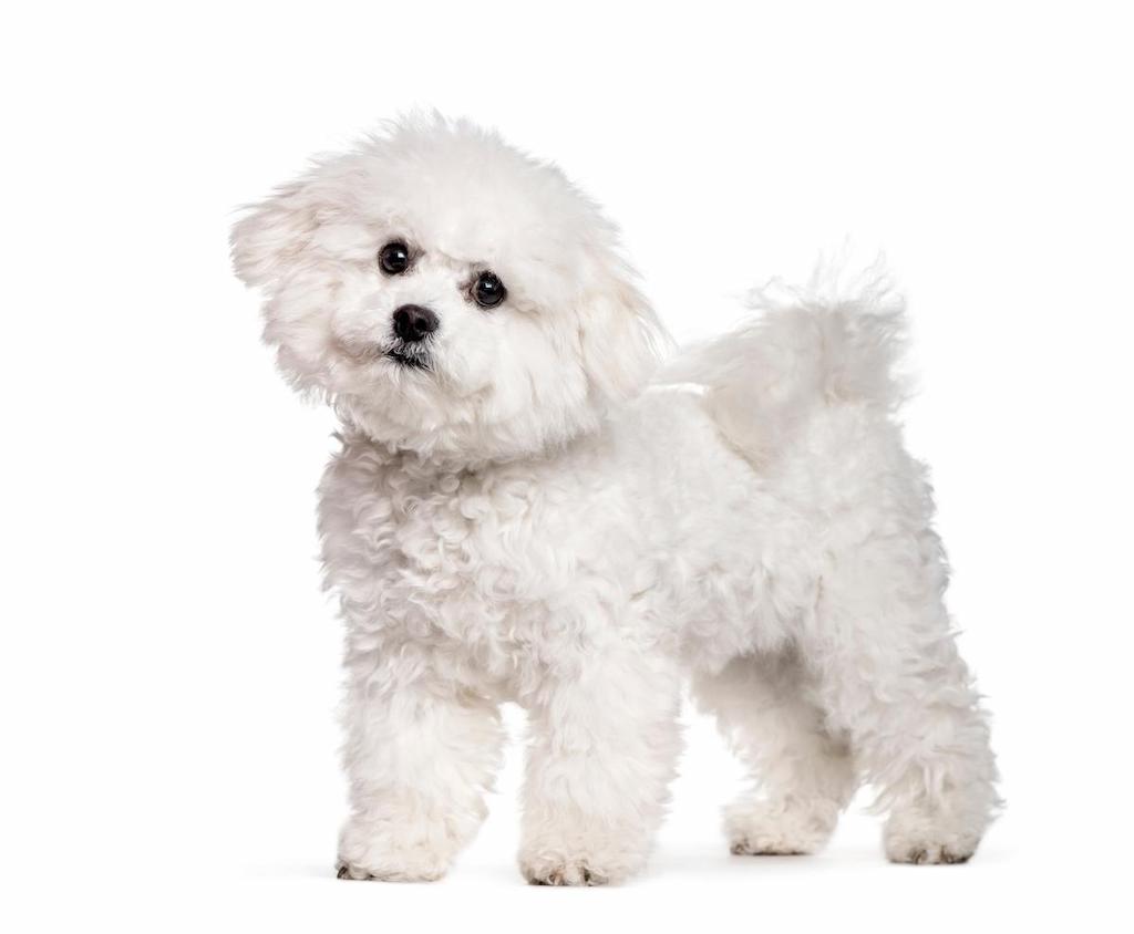 Anjing Bulu Keriting Bichon Frise