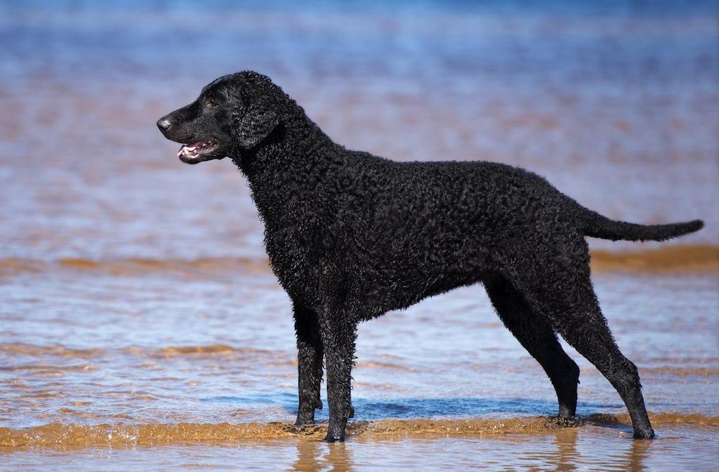 Anjing Bulu Keriting Curly-Coated Retriever