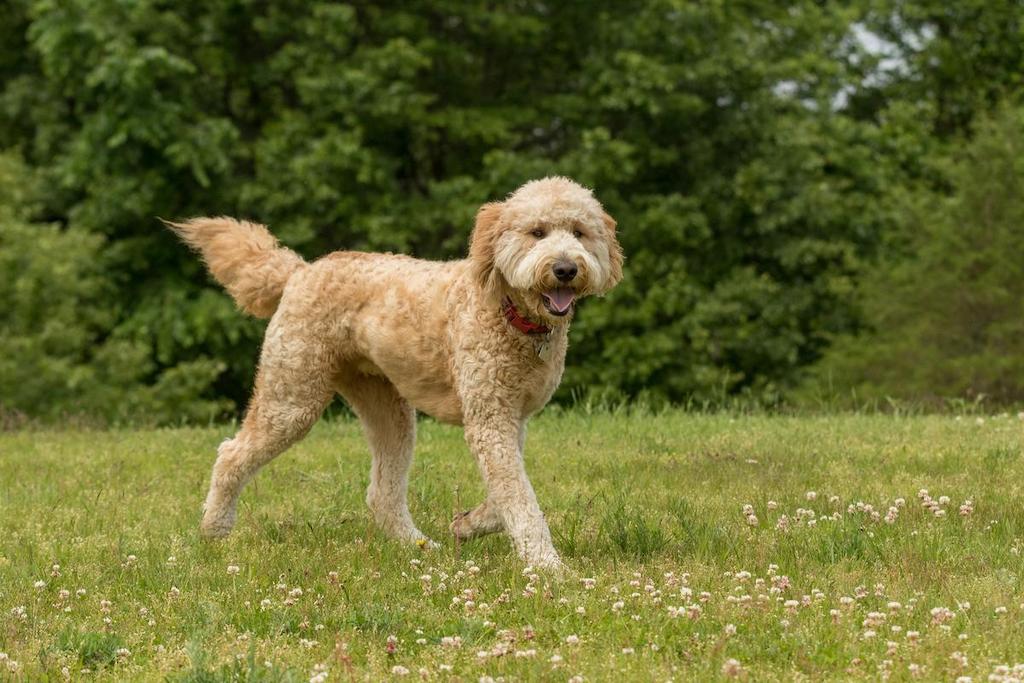 Anjing Bulu Keriting Goldendoodle