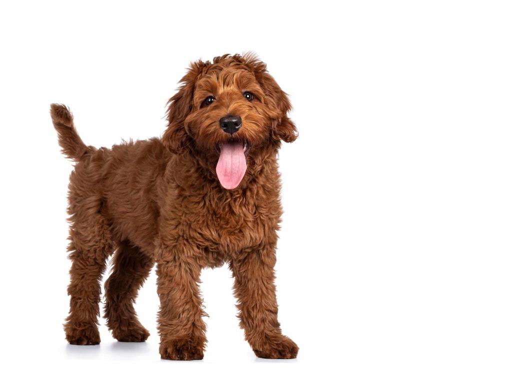 Anjing Bulu Keriting Labradoodle