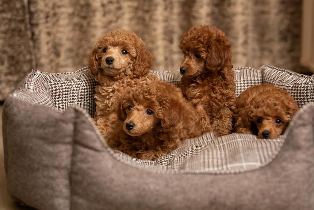 Anjing Bulu Keriting Poodle