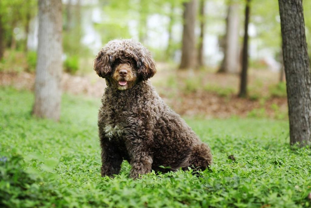 Anjing Bulu Keriting Portuguese Water Dog
