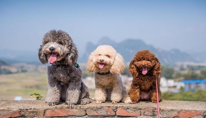 Anjing Bulu Keriting