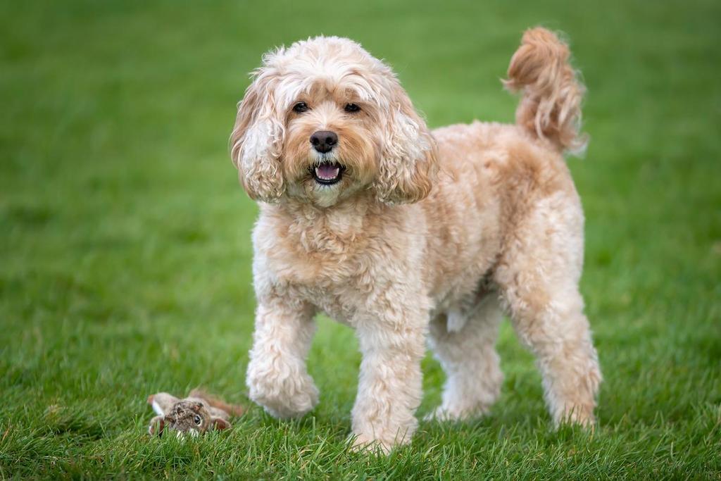 Anjing Campuran Cavapoo
