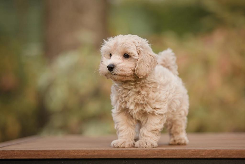 Anjing Campuran Maltipoo