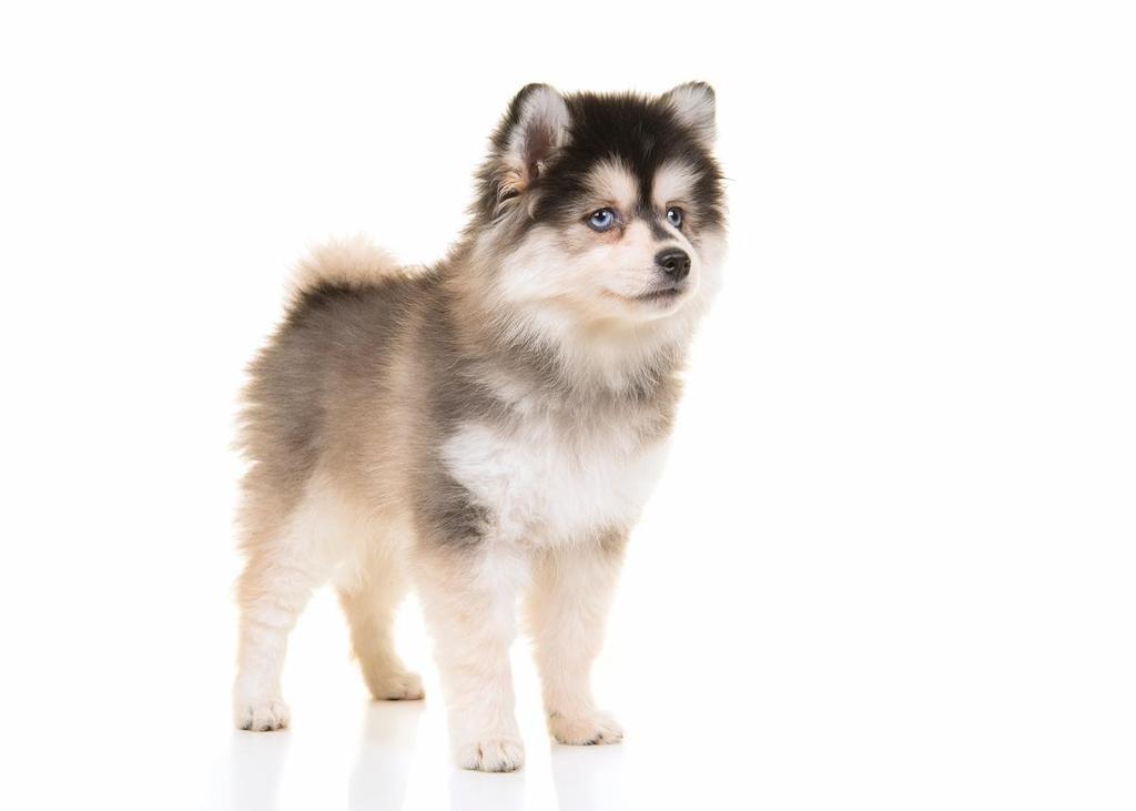 Anjing Campuran Pomsky
