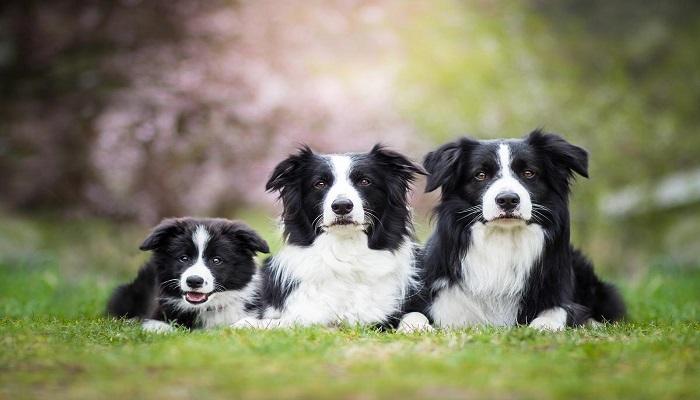 Anjing Collie