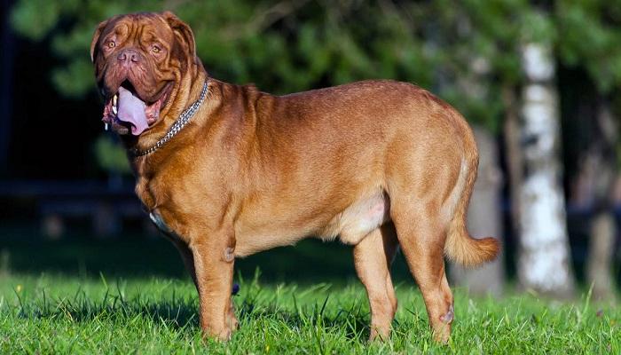 Anjing Dogue De Bordeaux