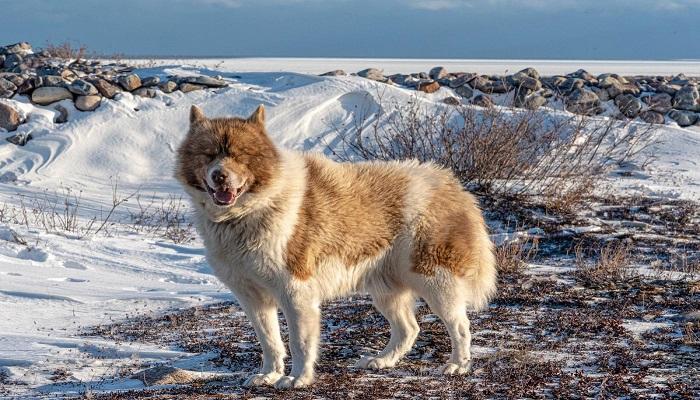 Anjing Eskimo Kanada
