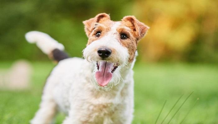 Anjing Fox Terrier