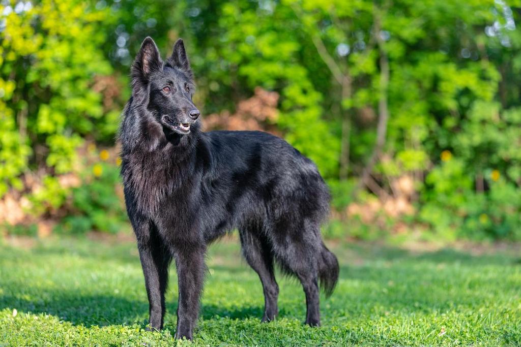 Anjing Gembala Belgia Groenendael
