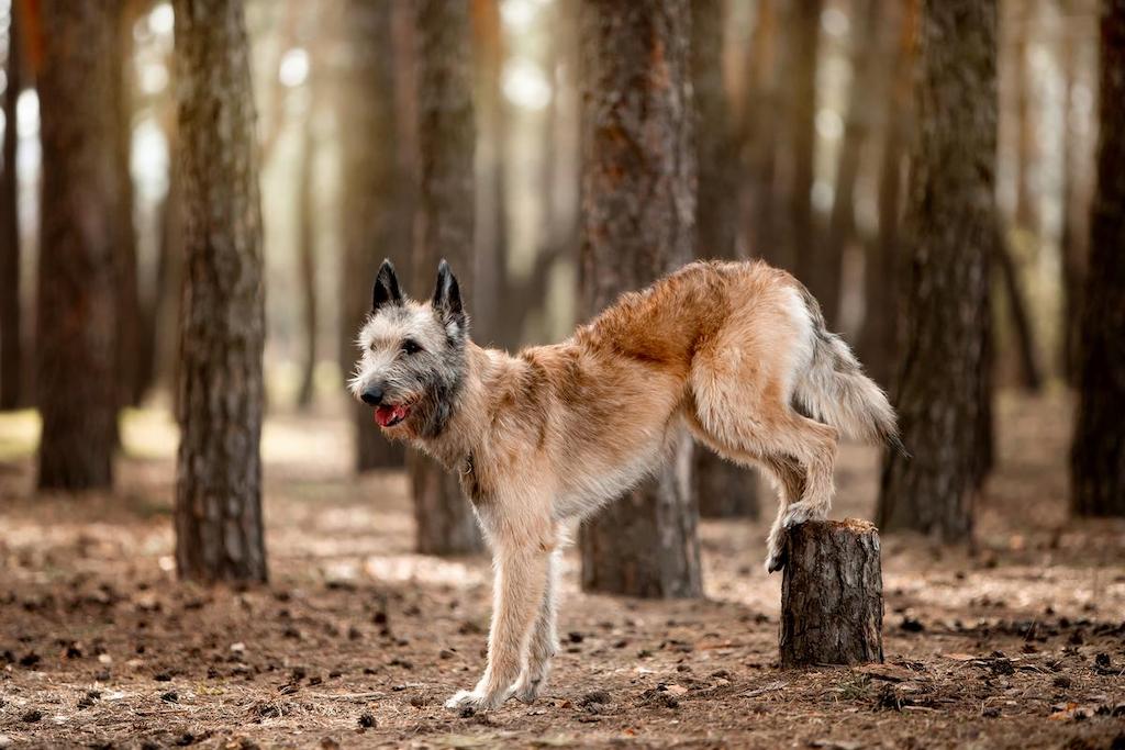 Anjing Gembala Belgia Laekenois