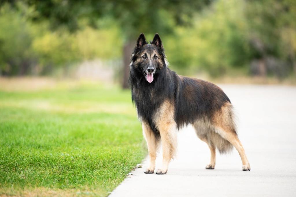 Anjing Gembala Belgia Tervuren