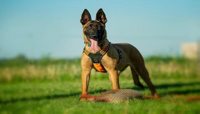 Anjing Gembala Belgia