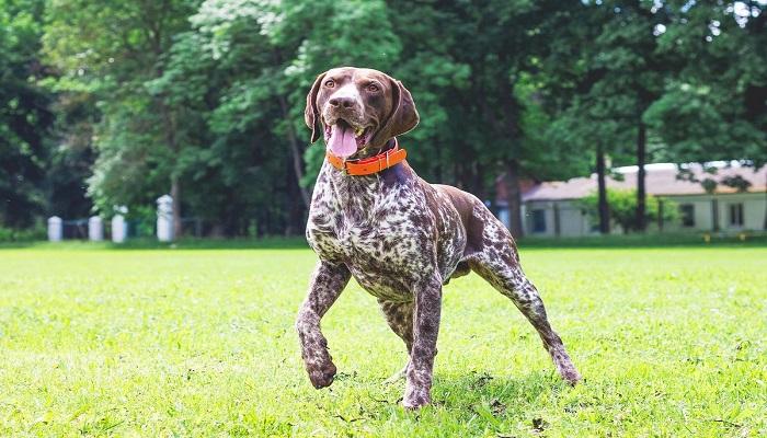 Anjing German Shorthaired Pointer