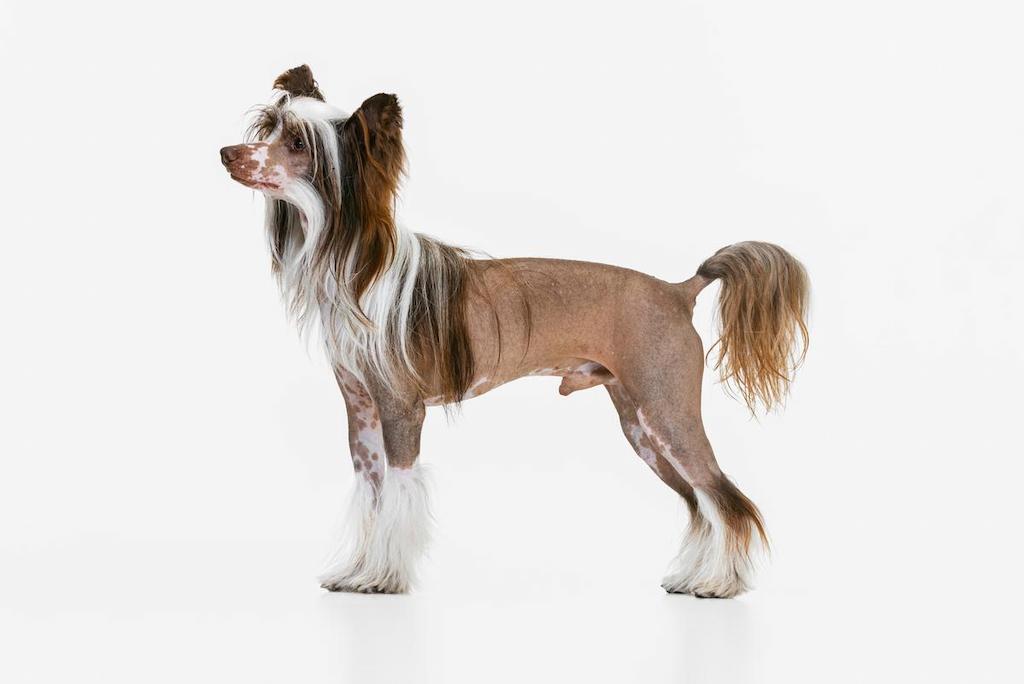Anjing Chinese Crested