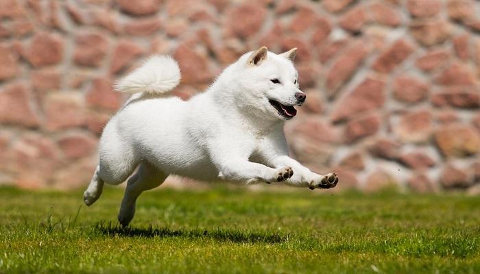 Anjing Hokkaido