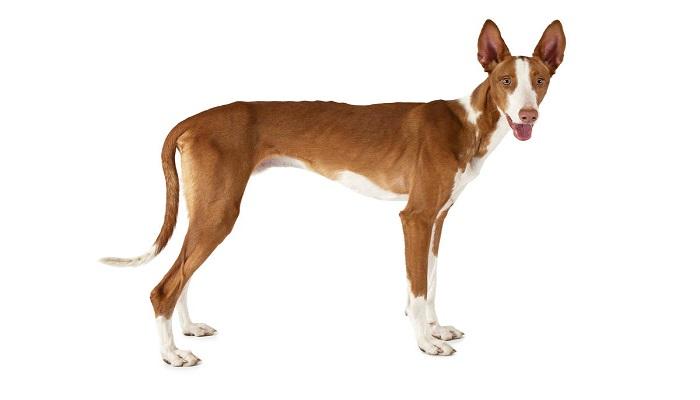 Anjing Ibizan Hound