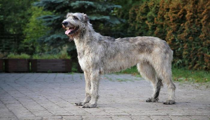 Anjing Irish Wolfhound