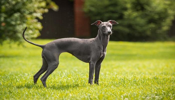 Anjing Italian Greyhound