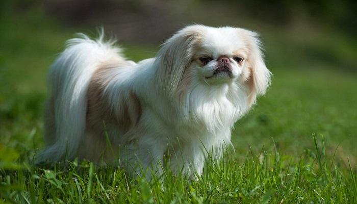 Anjing Japanese Chin