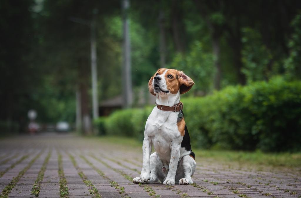 Anjing Keluarga Beagle