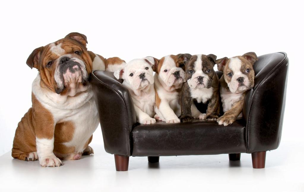 Anjing Keluarga Bulldog