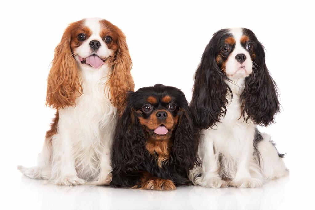 Anjing Keluarga Cavalier King Charles Spaniel