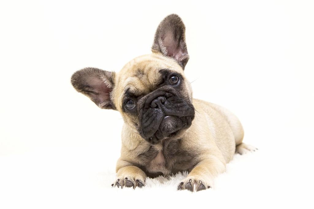 Anjing Keluarga French Bulldog