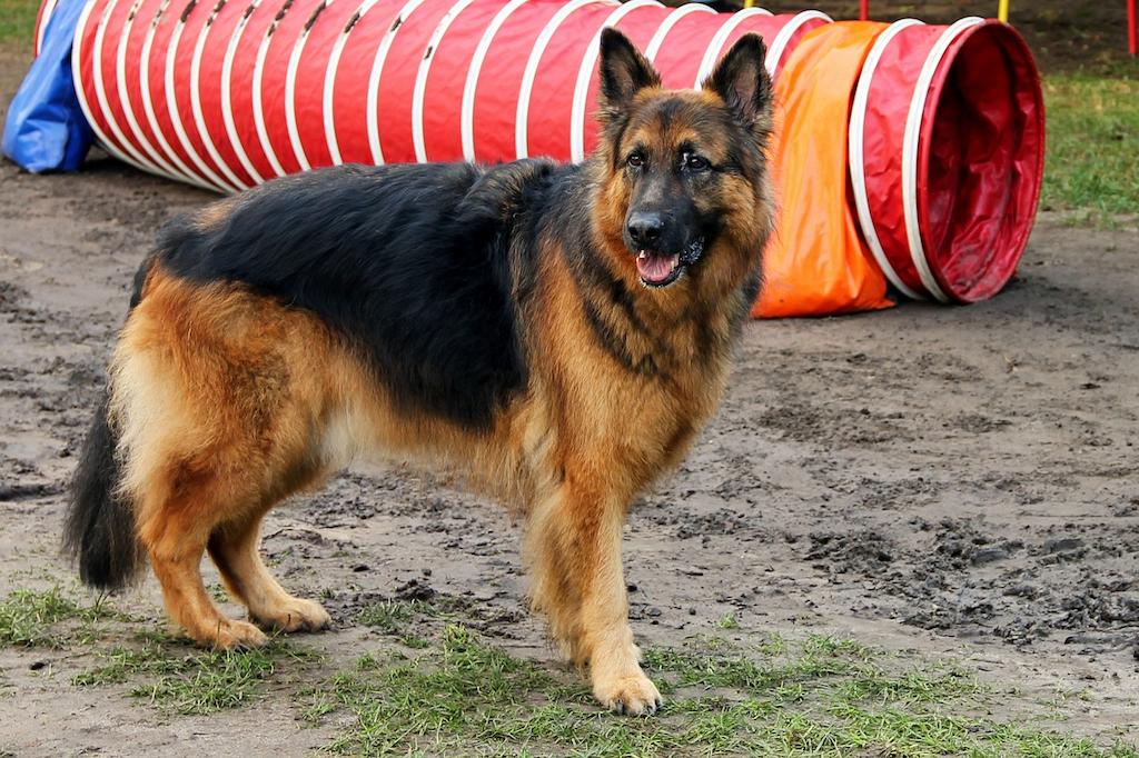 Anjing Keluarga Gembala Jerman