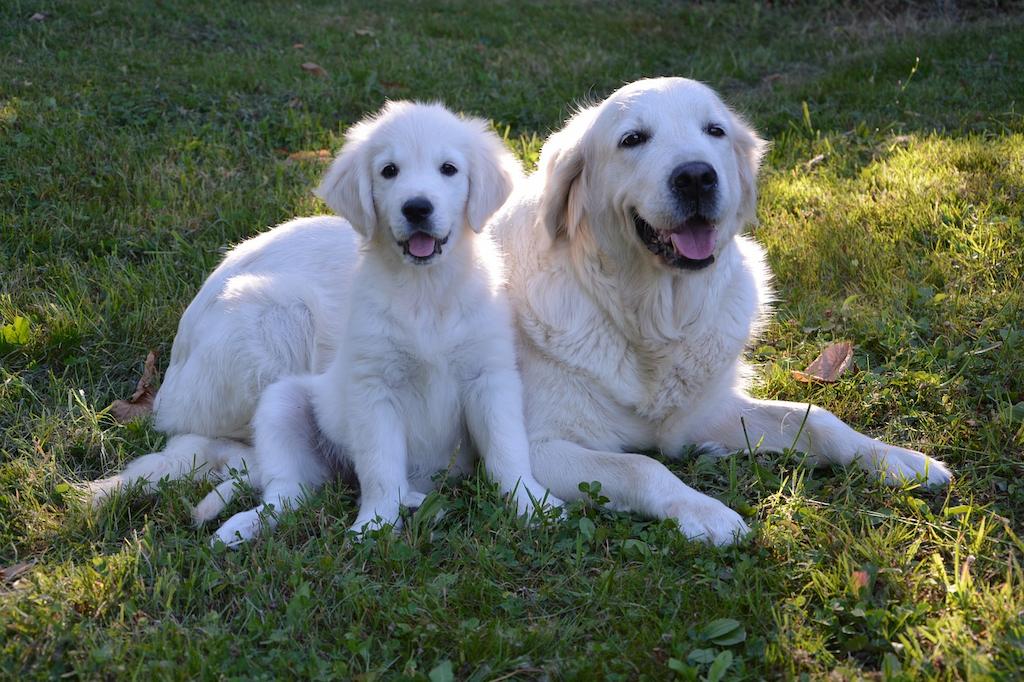 Anjing Keluarga Golden Retriever