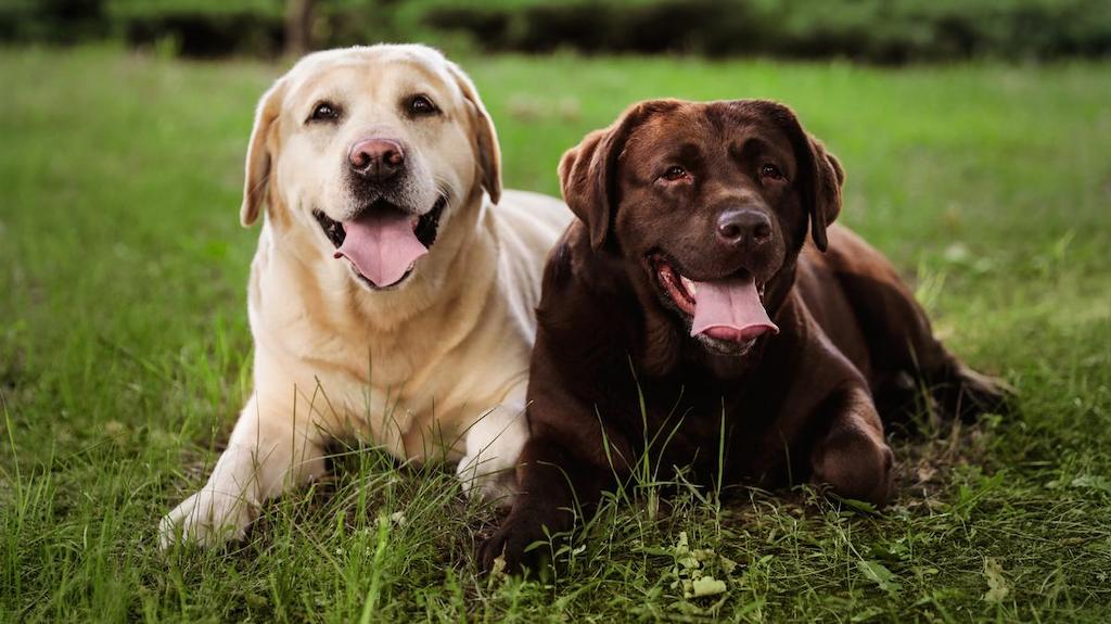 Anjing Keluarga Labrador Retriever