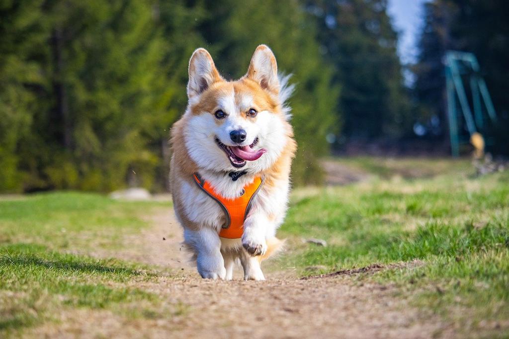 Anjing Keluarga Pembroke Welsh Corgi