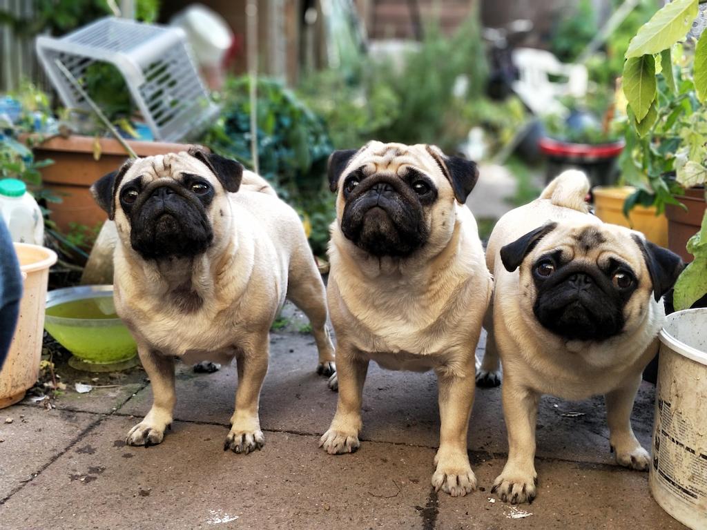 Anjing Keluarga Pug