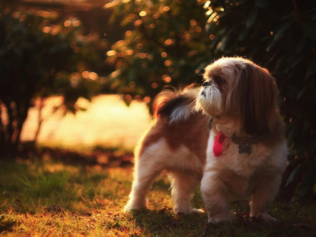 Anjing Keluarga Shih Tzu