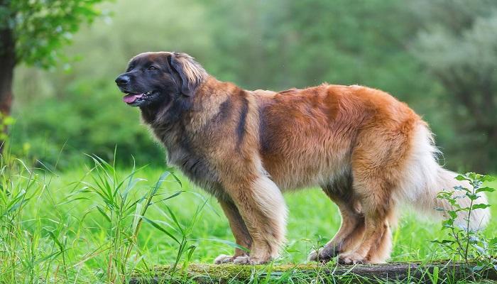 Anjing Leonberger