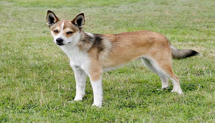 Anjing Norwegian Lundehund