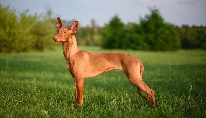 Anjing Pharaoh Hound