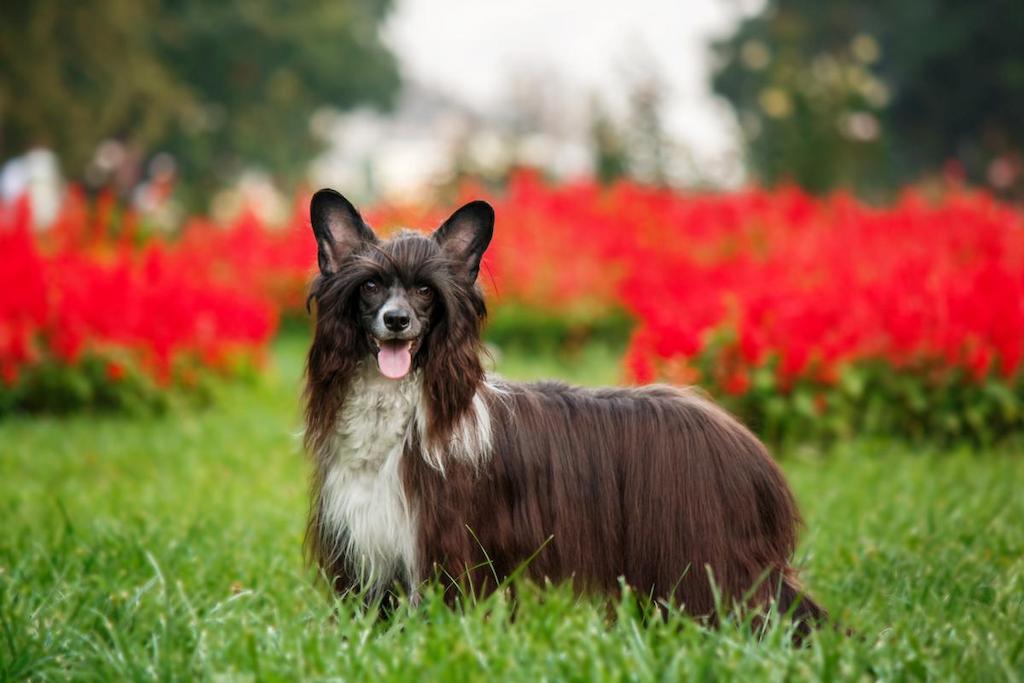 Informasi Ras Anjing Chinese Crested AnjingPedia