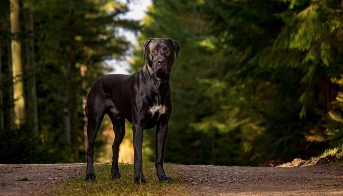 Anjing Presa Canario