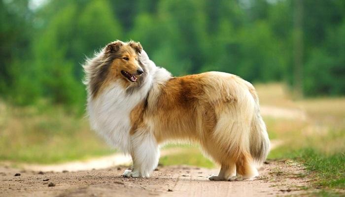 Anjing Rough Collie