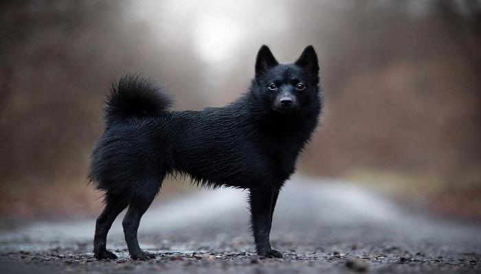 Anjing Schipperke