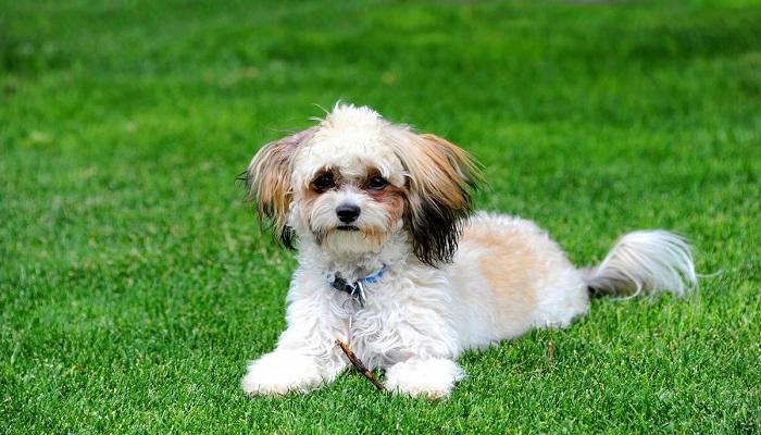 Anjing Shih Poo